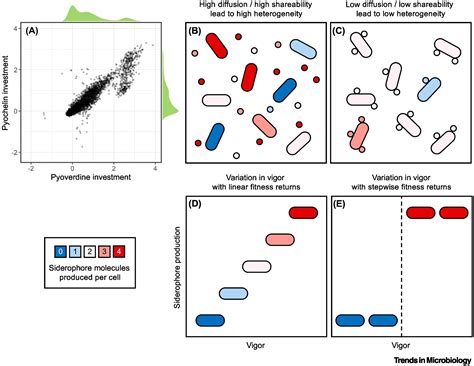 labor striednig|Evolutionary explanations for heterogeneous behavior。